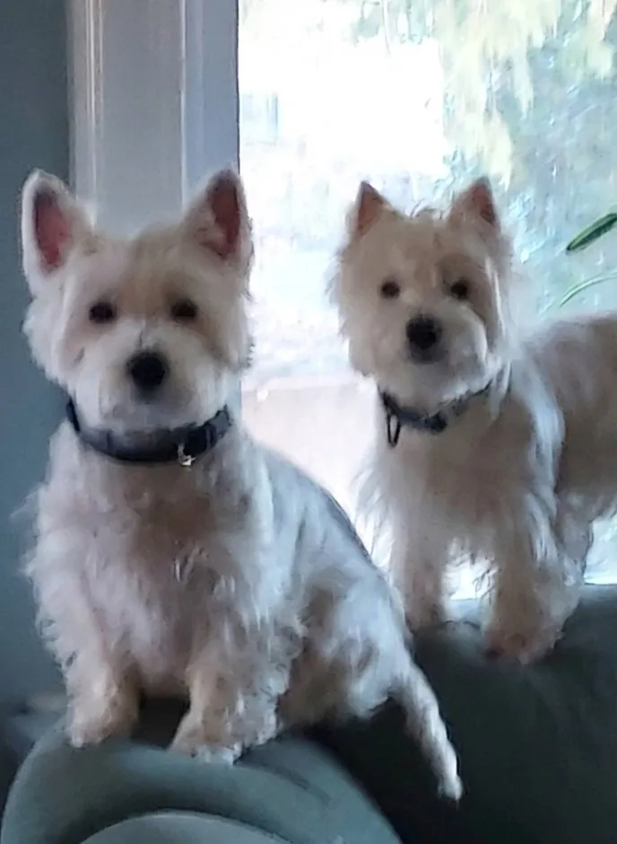 Nancy's Dogs picture